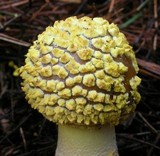 Amanita augusta image