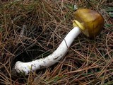 Amanita augusta image