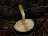 Pluteus romellii image