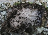 Lasallia pustulata image