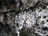Lasallia pustulata image