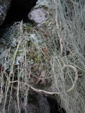 Usnea articulata image
