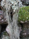 Usnea articulata image