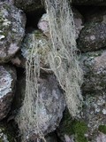 Usnea articulata image