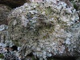 Parmelia saxatilis image