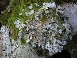 Parmelia saxatilis image