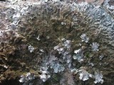 Parmelia submontana image