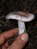 Lepista glaucocana image