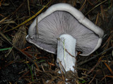 Lepista glaucocana image