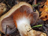 Cortinarius glutinosoarmillatus image