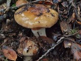 Cortinarius glutinosoarmillatus image