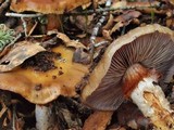 Cortinarius glutinosoarmillatus image