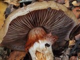 Cortinarius glutinosoarmillatus image