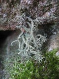 Usnea cornuta image