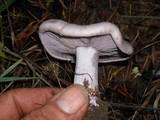 Lepista glaucocana image