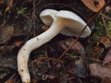 Hygrophorus eburneus image