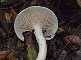 Hygrophorus eburneus image