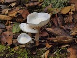 Hygrophorus eburneus image