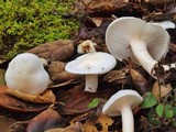 Hygrophorus eburneus image