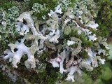 Hypogymnia farinacea image