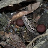 Tubaria vinicolor image