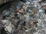 Platismatia glauca image