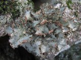 Platismatia glauca image