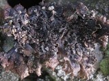 Platismatia glauca image