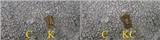 Pertusaria aspergilla image