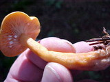 Lactarius olympianus image