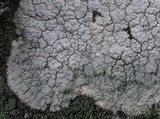 Pertusaria pluripuncta image