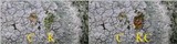 Pertusaria pluripuncta image