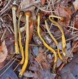 Elaphocordyceps longisegmentis image