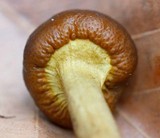 Elaphocordyceps longisegmentis image
