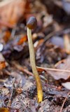 Elaphocordyceps longisegmentis image