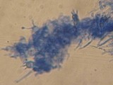 Mycena griseoviridis image