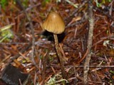 Psilocybe pelliculosa image