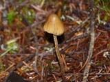 Psilocybe pelliculosa image