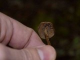 Psilocybe pelliculosa image