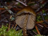 Psilocybe pelliculosa image