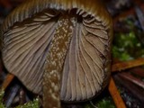 Psilocybe pelliculosa image