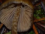 Psilocybe pelliculosa image
