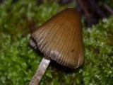 Psilocybe pelliculosa image