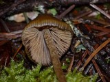 Psilocybe pelliculosa image