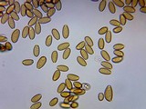 Psilocybe pelliculosa image