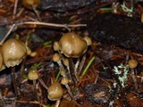 Psilocybe pelliculosa image