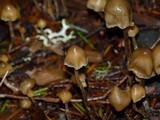 Psilocybe pelliculosa image