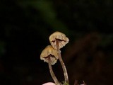 Psilocybe pelliculosa image