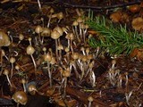 Psilocybe pelliculosa image