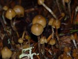 Psilocybe pelliculosa image